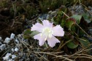 Shortia uniflora