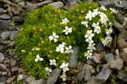 Silene acaulis 'Alba'