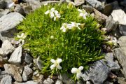 Silene acaulis 'Alba'