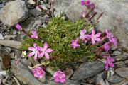 Silene argaea