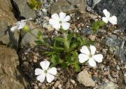 Silene sachalinensis