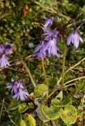 Soldanella alpina