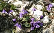 Soldanella carpatica