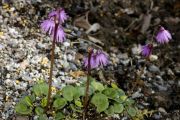 Soldanella cyanaster