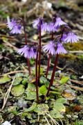 Soldanella hungarica