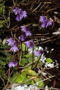 Soldanella hungarica