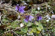 Soldanella montana