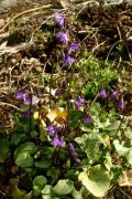 Soldanella montana