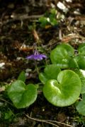 Soldanella villosa