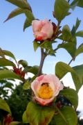 Stewartia rostrata