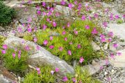 Talinum calycinum