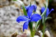 Tecophilea cyanocrocus