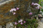 Thalictrum kiusianum