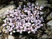 Thlaspi rotundifolium