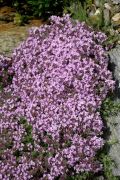 Thymus cilicicus