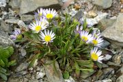 Townsendia glabella