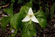 Trillium albidum