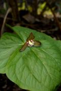 Trillium apetalon