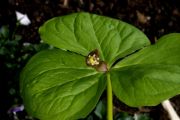 Trillium apetalon