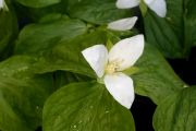 Trillium camtschaticum