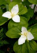 Trillium camtschaticum 'Kamishiro'