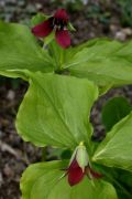 Trillium erectum