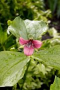 Trillium erectum