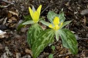 Trillium luteum