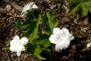 Trillium grandiflorum 'Plenum'