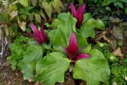 Trillium kurabayashii