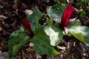 Trillium kurabayashii