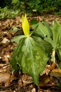 Trillium luteum