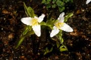 Trillium pusillum