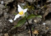 Trillium pusillum