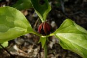 Trillium recurvatum