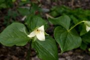 Trillium sulcatum 'Albolutescens'