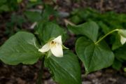 Trillium sulcatum 'Albolutescens'