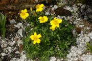 Trollius farrerii