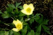 Trollius laxus