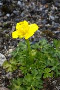 Trollius vaginatus