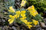 Tropaeolum polyphyllum