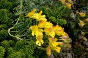 Tropaeolum polyphyllum