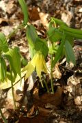 Uvularia perfoliata