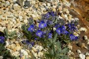 Veronica bombycina