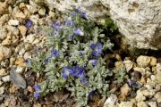 Veronica bombycina var. bolkardaghensis