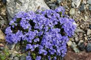 Veronica_caespitosa_TOM_8894.JPG