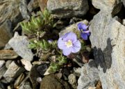 Veronica thymoides