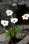 Viola chaerophylloides