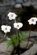 Viola chaerophylloides