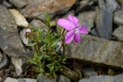 Viola delphinantha